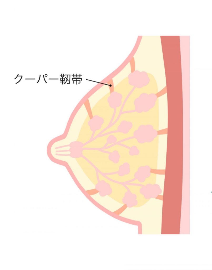 クーパー靭帯