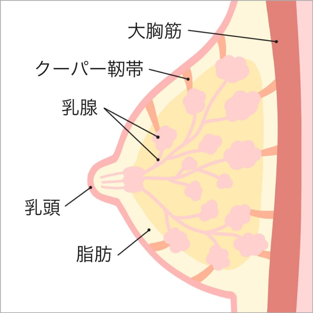 バストの構造